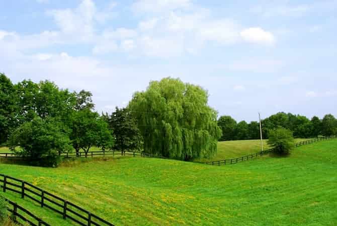 Зелёное поле с забором и деревьями