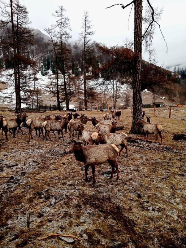 Производство, Республика Алтай, с. Усть-Кокса, Советская улица. Фото 1