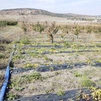 Коммерческая земля, Республика Крым, с. Севастьяновка, Партизанская улица. Фото 1