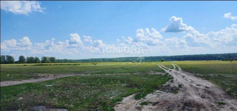 Коммерческая земля, Новосибирская область, пос Чернаково, Восточная улица. Фото 1