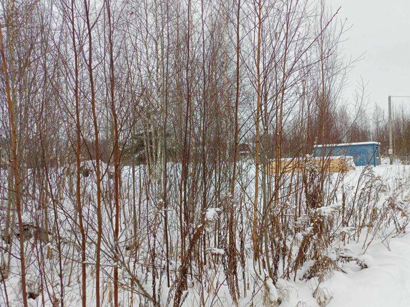 Земельный участок, Ленинградская область, садоводческий массив Восход. Фото 1
