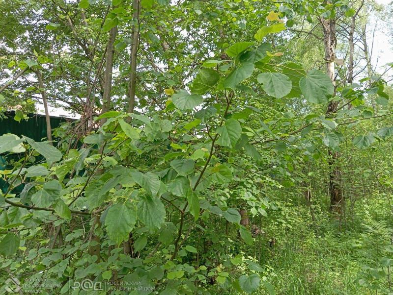 Земельный участок, Московская область, дер. Красный Посёлок, 7. Фото 2