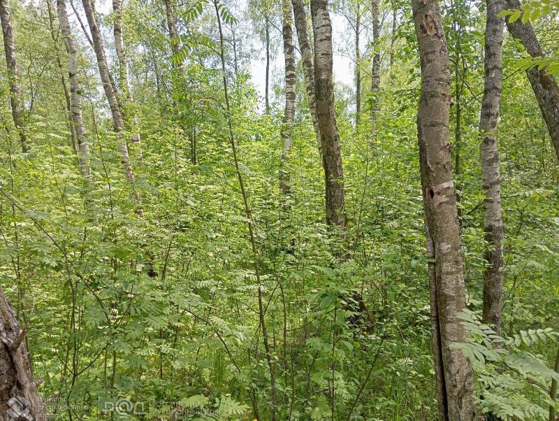 Земельный участок, Московская область, дер. Красный Посёлок, 7. Фото 3