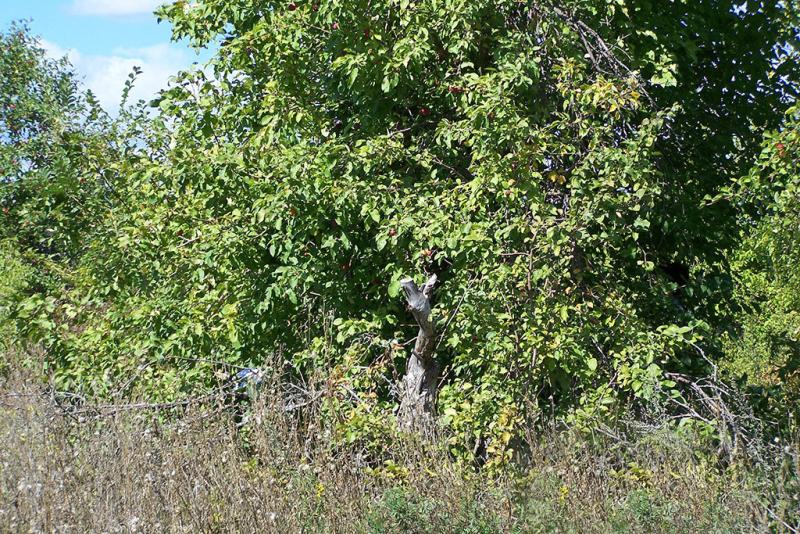 Земельный участок, 8 сот.