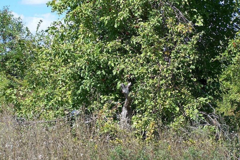 Земельный участок, 8 сот.