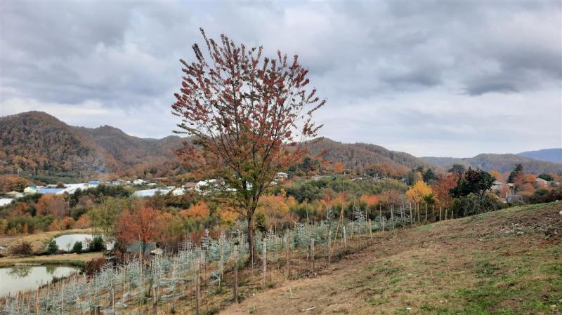 Земельный участок, 20 сот.